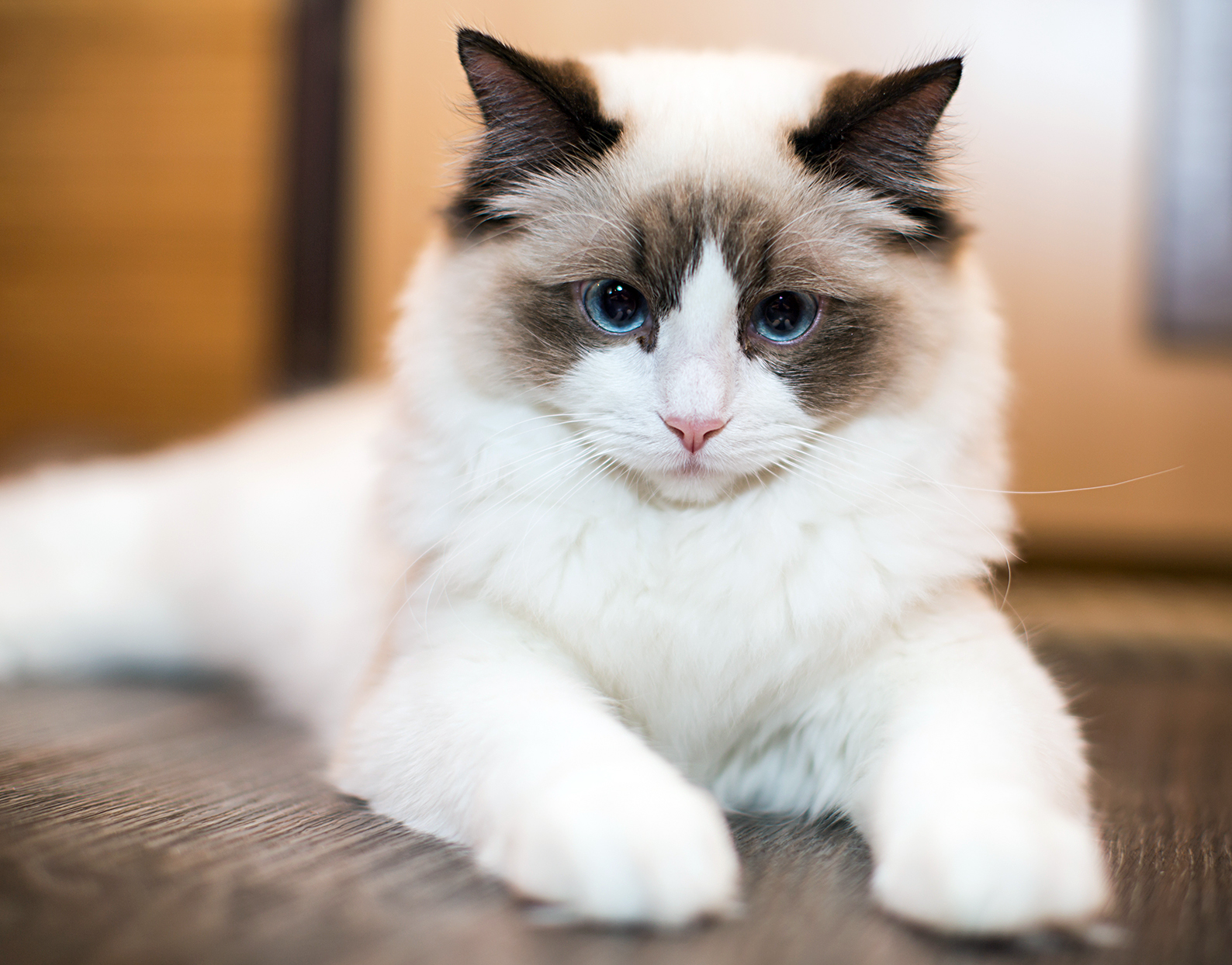 Ragdoll Cat Behavior: Understanding Your Furry Friend’s Quirks and ...