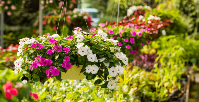 A Guide to Companion Planting: Selecting Plants That Work Well Together in Your Nursery