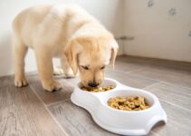 The Benefits of Feeding Your Puppy a High-Quality Diet