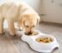 The Benefits of Feeding Your Puppy a High-Quality Diet